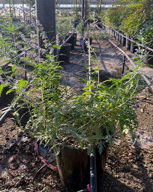Russian Sage