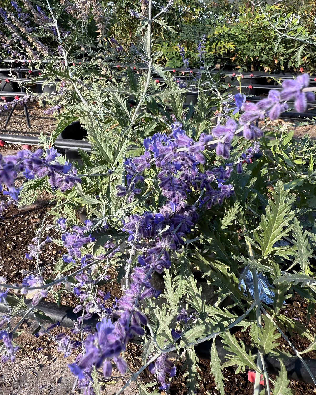 Russian Sage