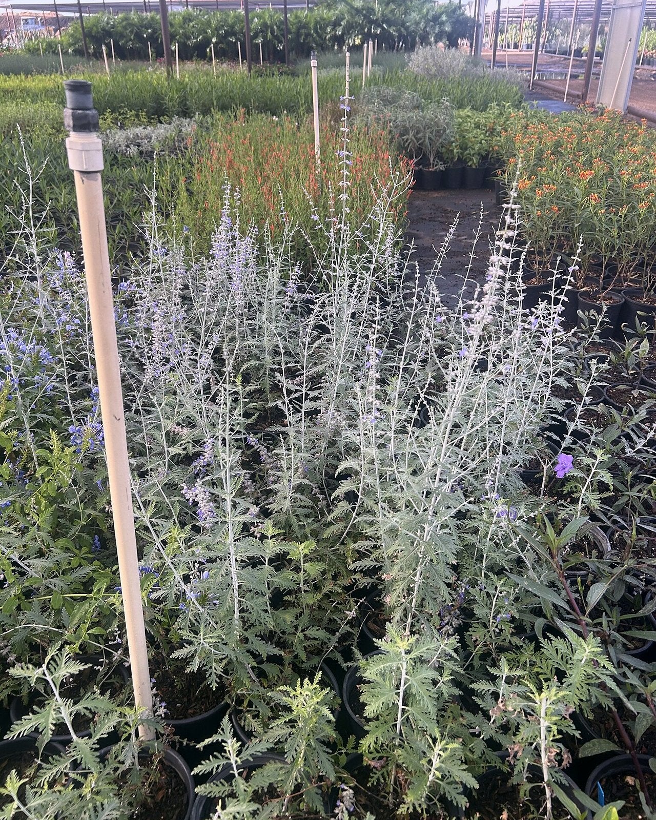 Russian Sage