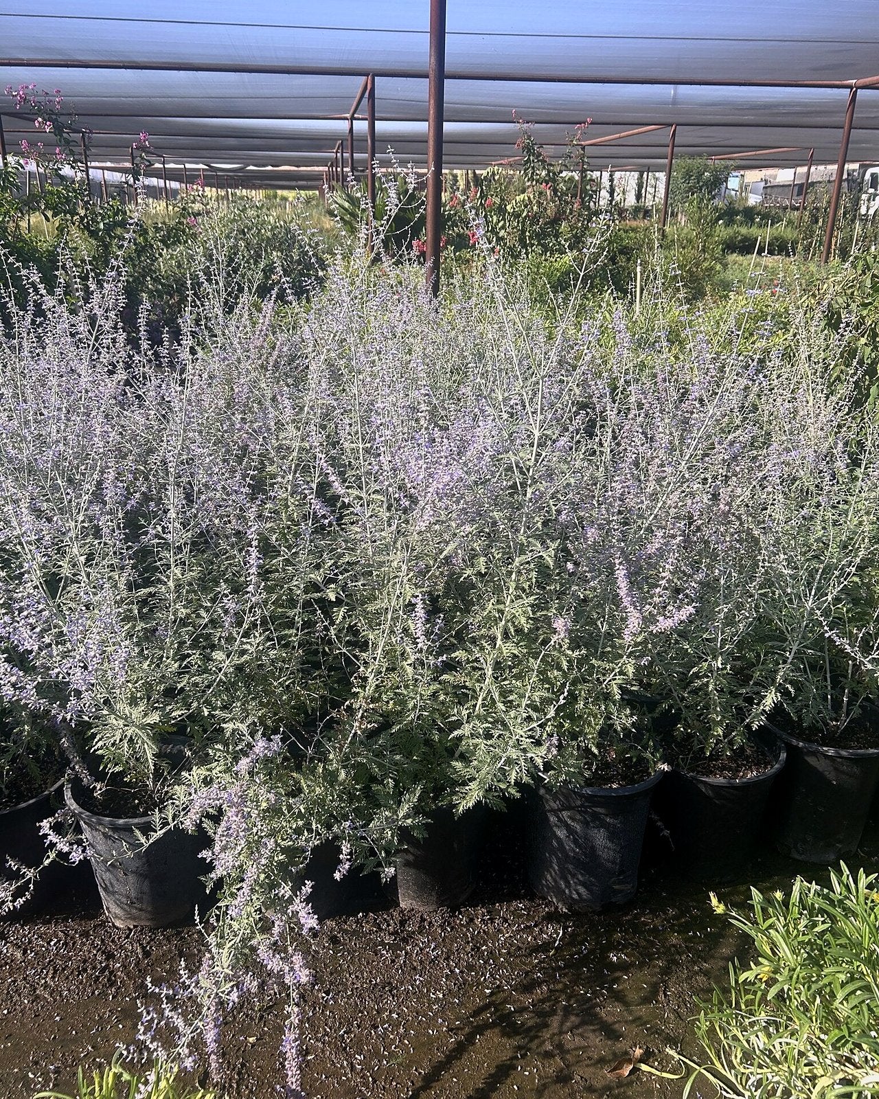 Russian Sage