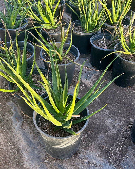 Safari Rose Aloe