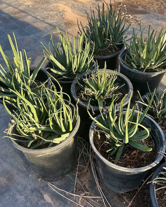 Safari Sunrise Aloe