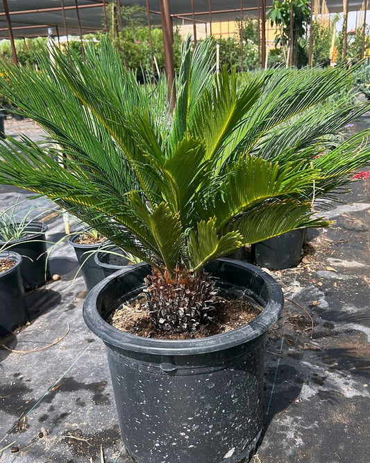 Sago Palm