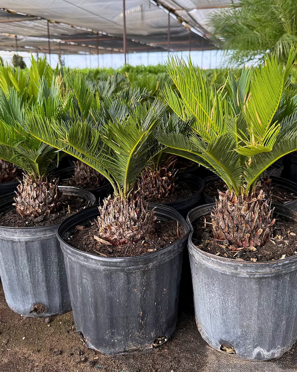 Sago Palm