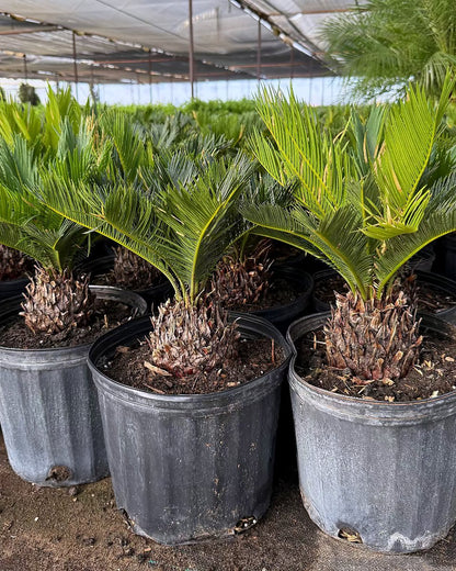 Sago Palm