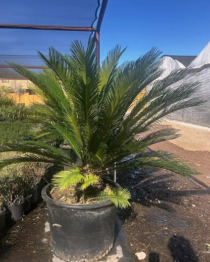 Sago Palm