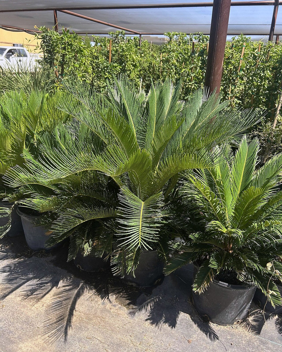 Sago Palm