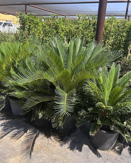 Sago Palm