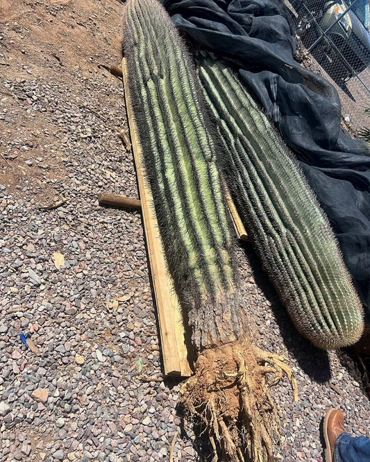 Saguaro