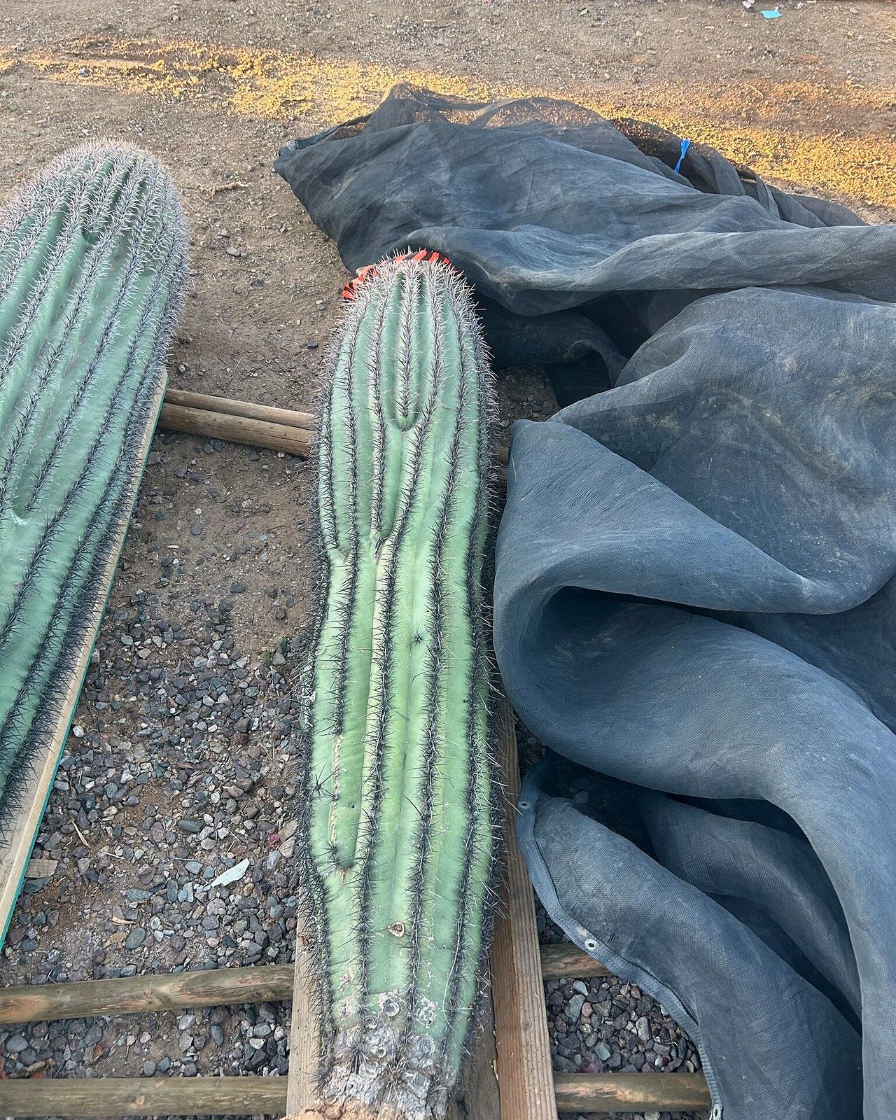 Buy Saguaro Cactus Phoenix, AZ | Carnegiea gigantea | Three