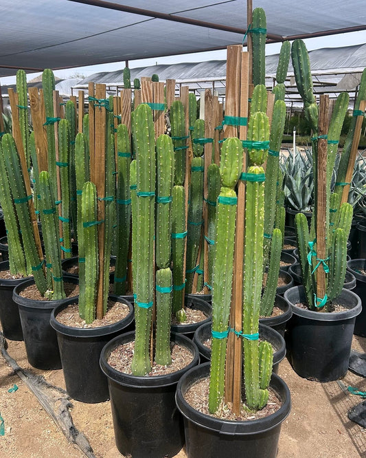 San Pedro