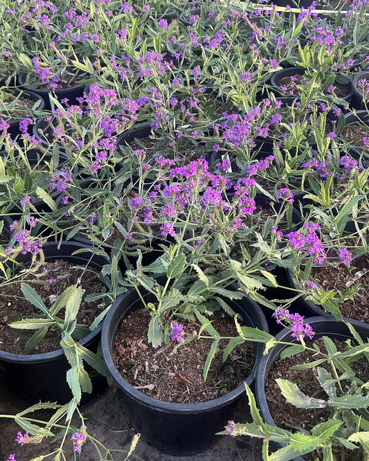 Sandpaper Verbena