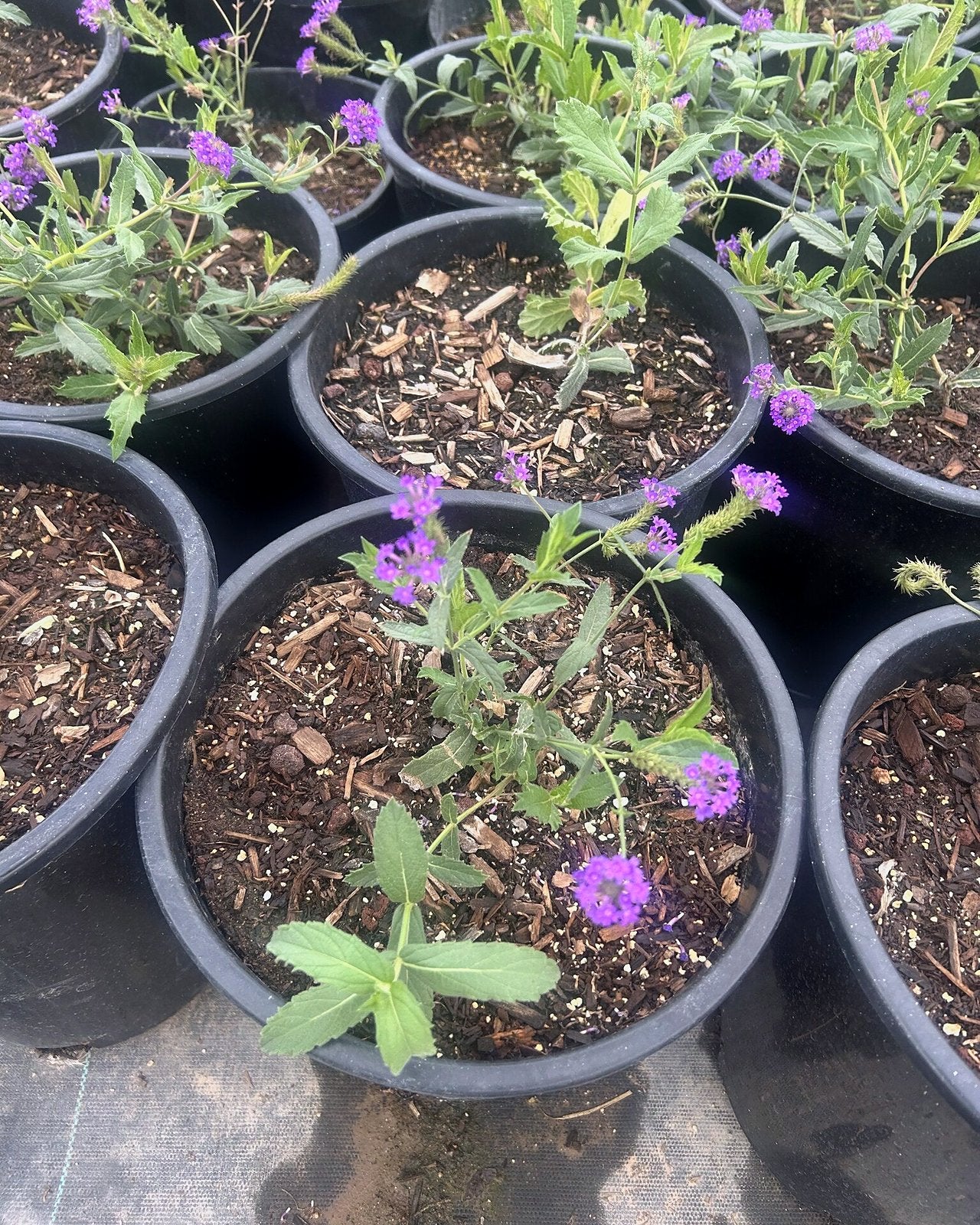 Sandpaper Verbena