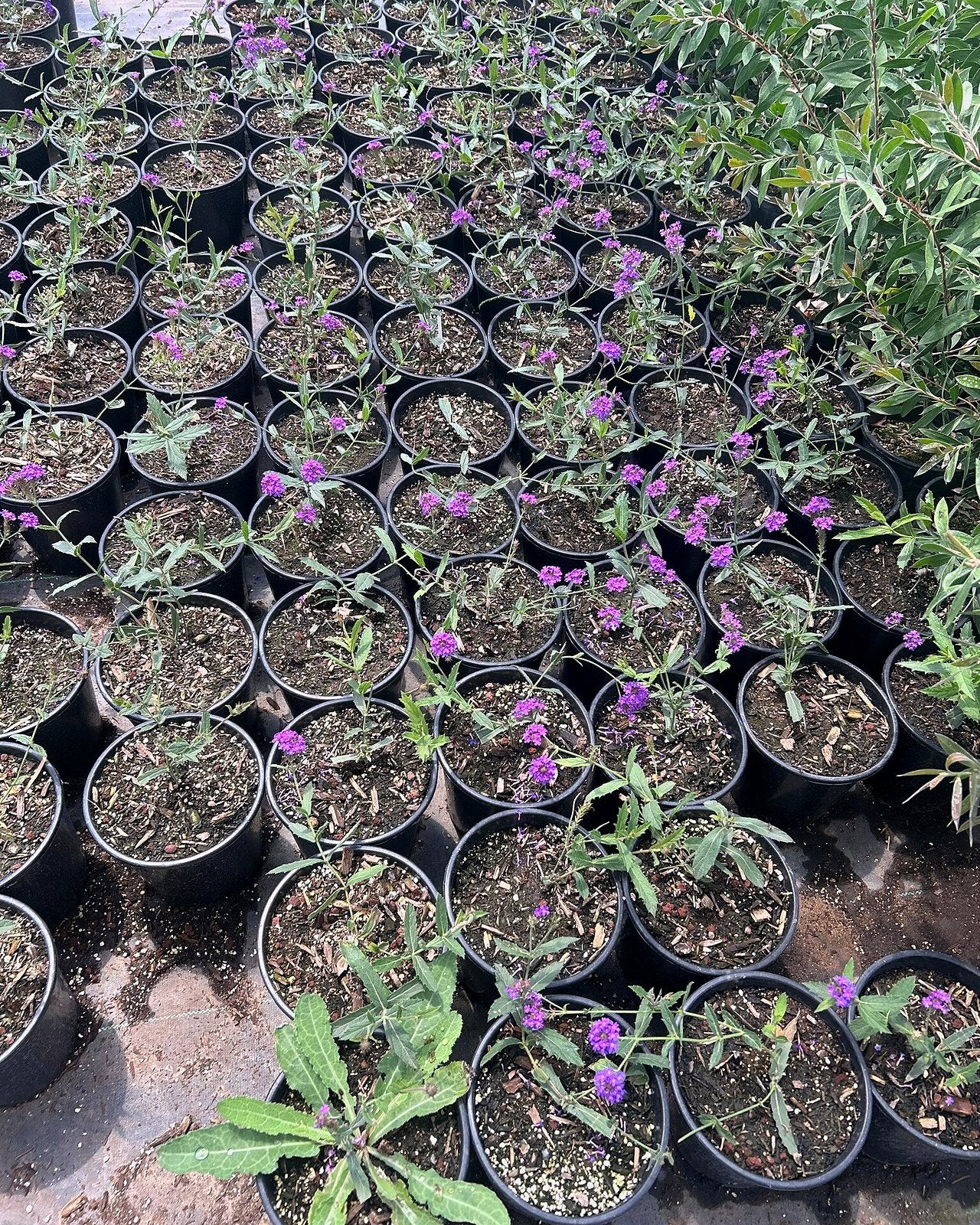 Sandpaper Verbena