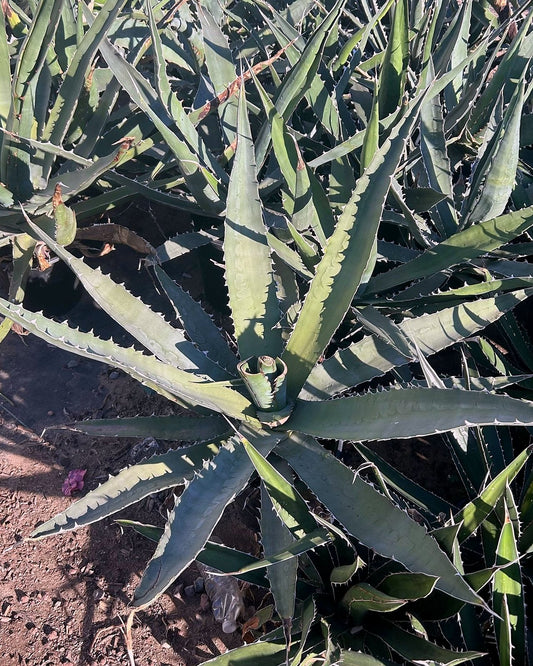 Saw Leaf Agave