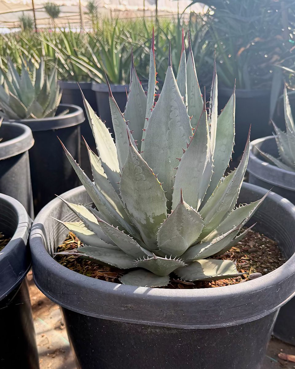 Sebastian's Agave