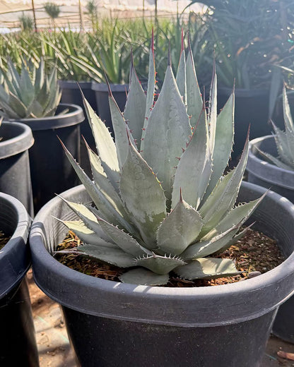 Sebastian's Agave