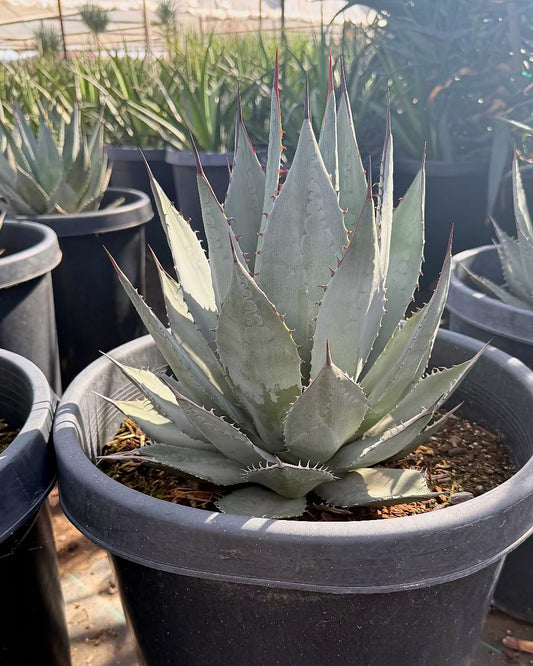 Sebastian's Agave