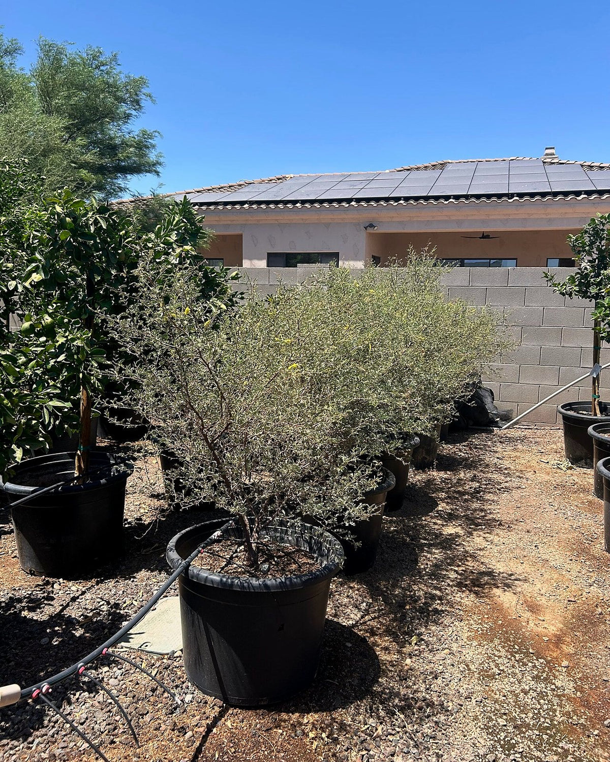 Screwbean Mesquite