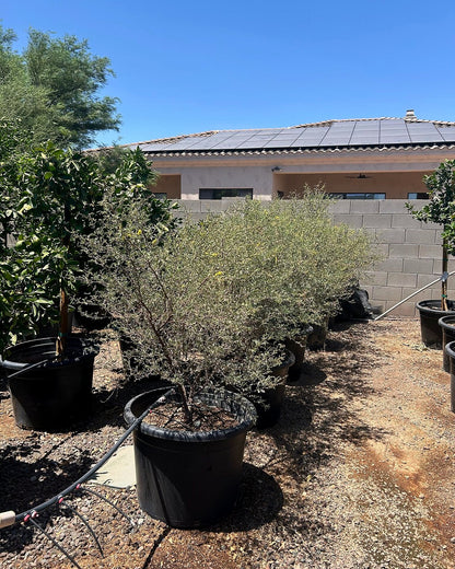 Screwbean Mesquite