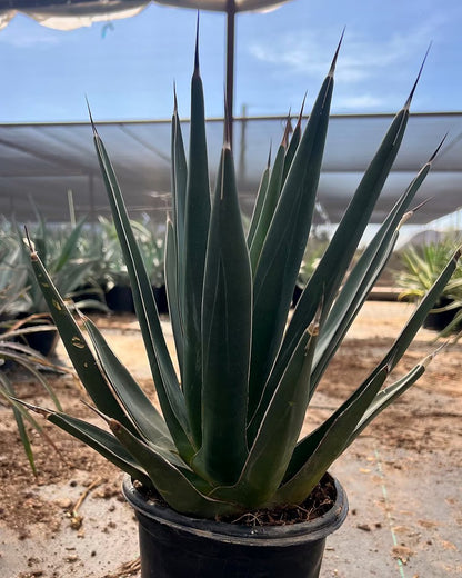 Shark Tooth Agave