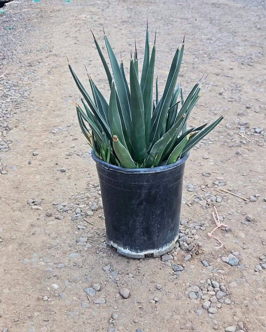 Shark Tooth Agave