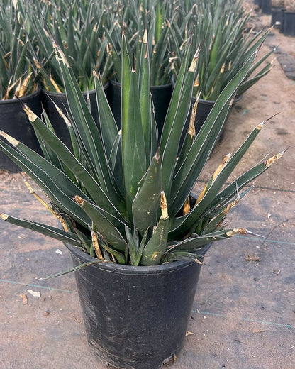 Shark Tooth Agave