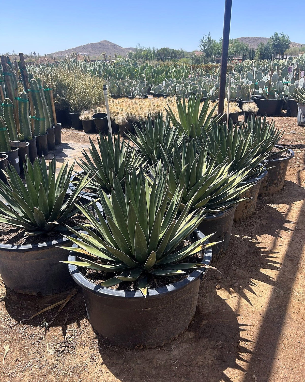 Shark Tooth Agave