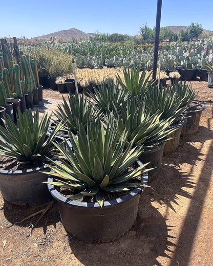 Shark Tooth Agave