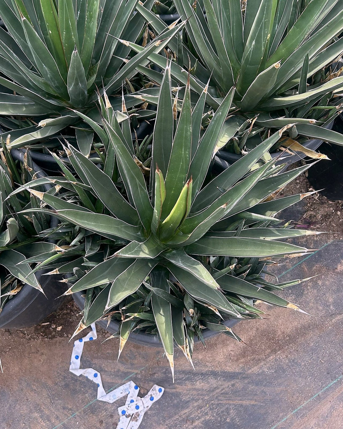 Shark Tooth Agave