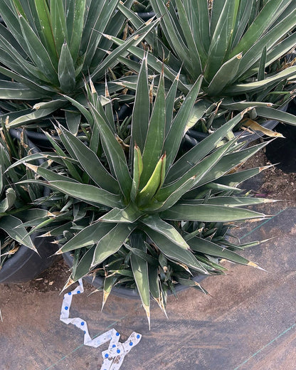 Shark Tooth Agave