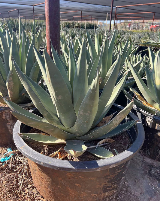 Sharkskin Agave