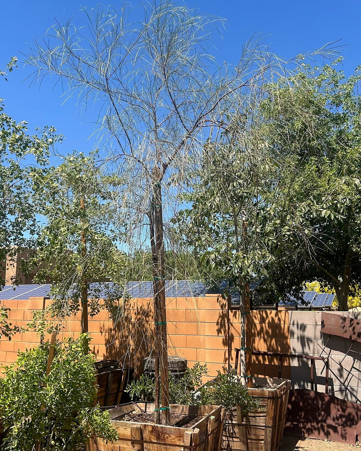 Shoestring Acacia