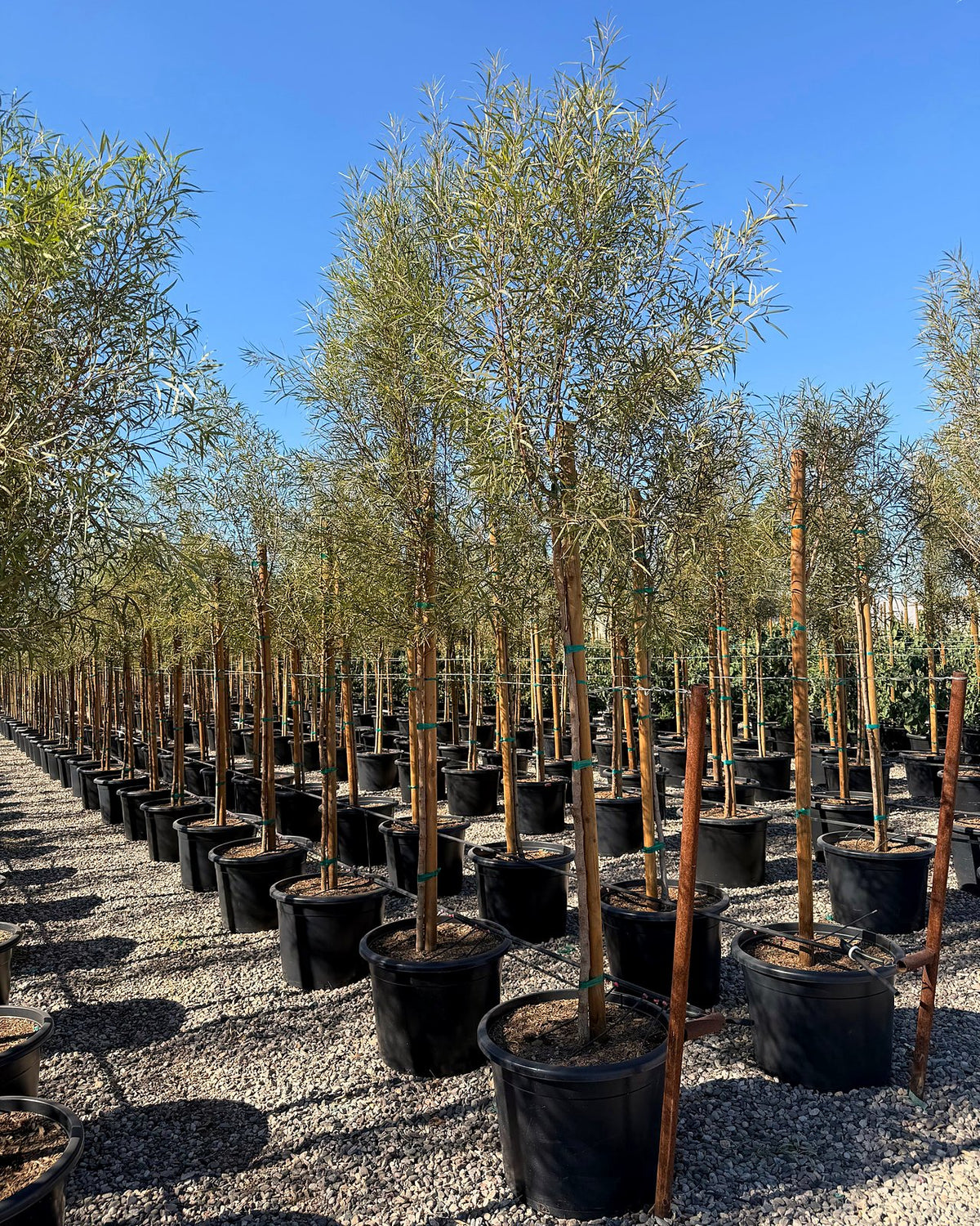 Shoestring Acacia