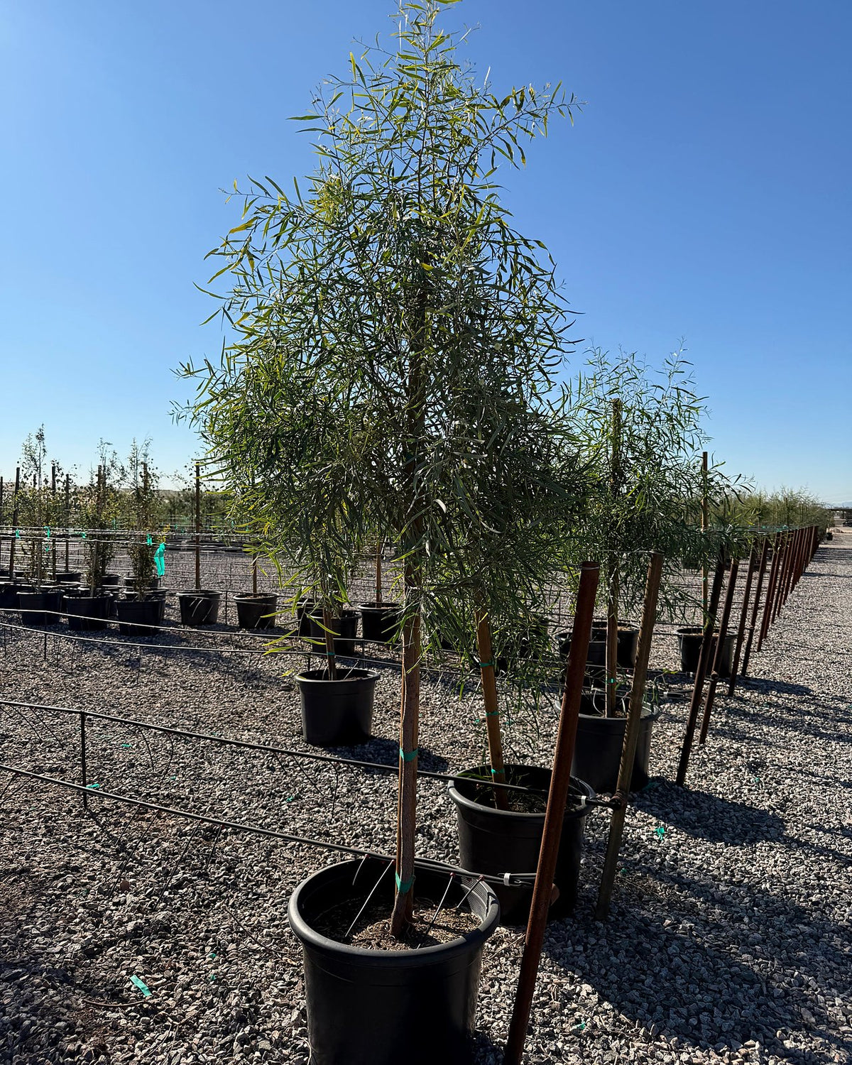 Shoestring Acacia