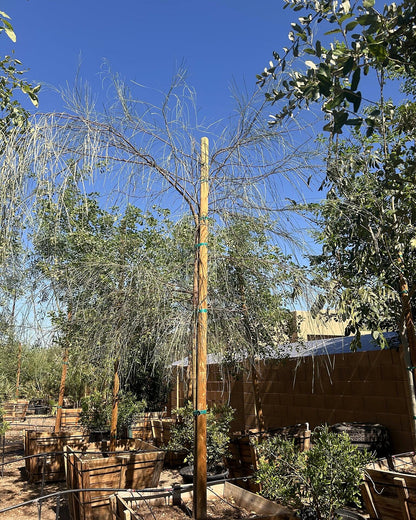 Shoestring Acacia