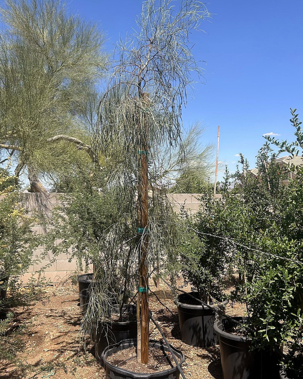 Shoestring Acacia