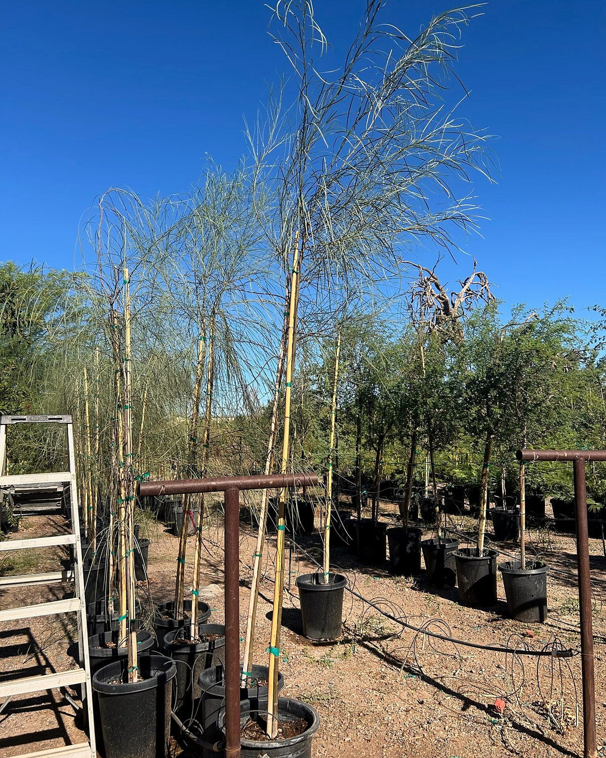 Shoestring Acacia