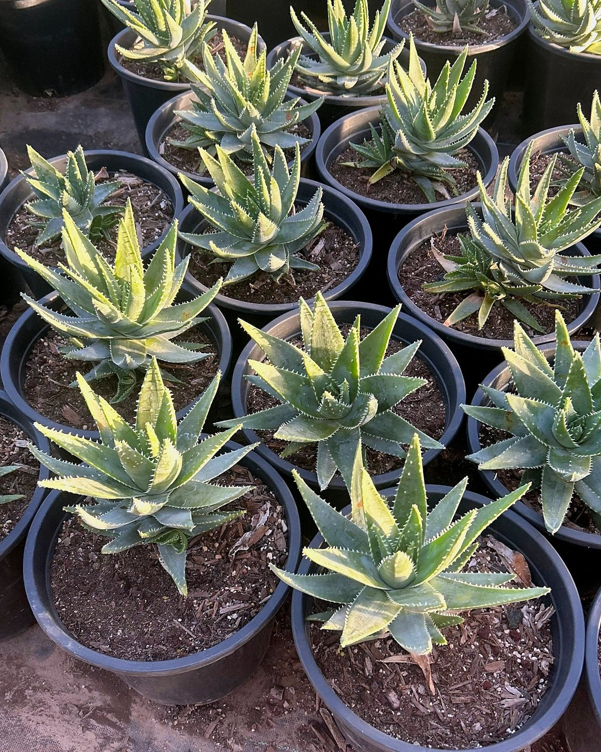 Short Leaf Aloe