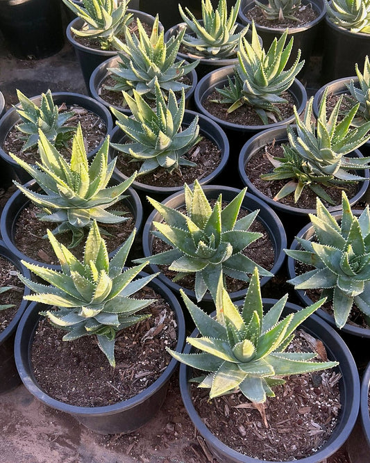 Short Leaf Aloe