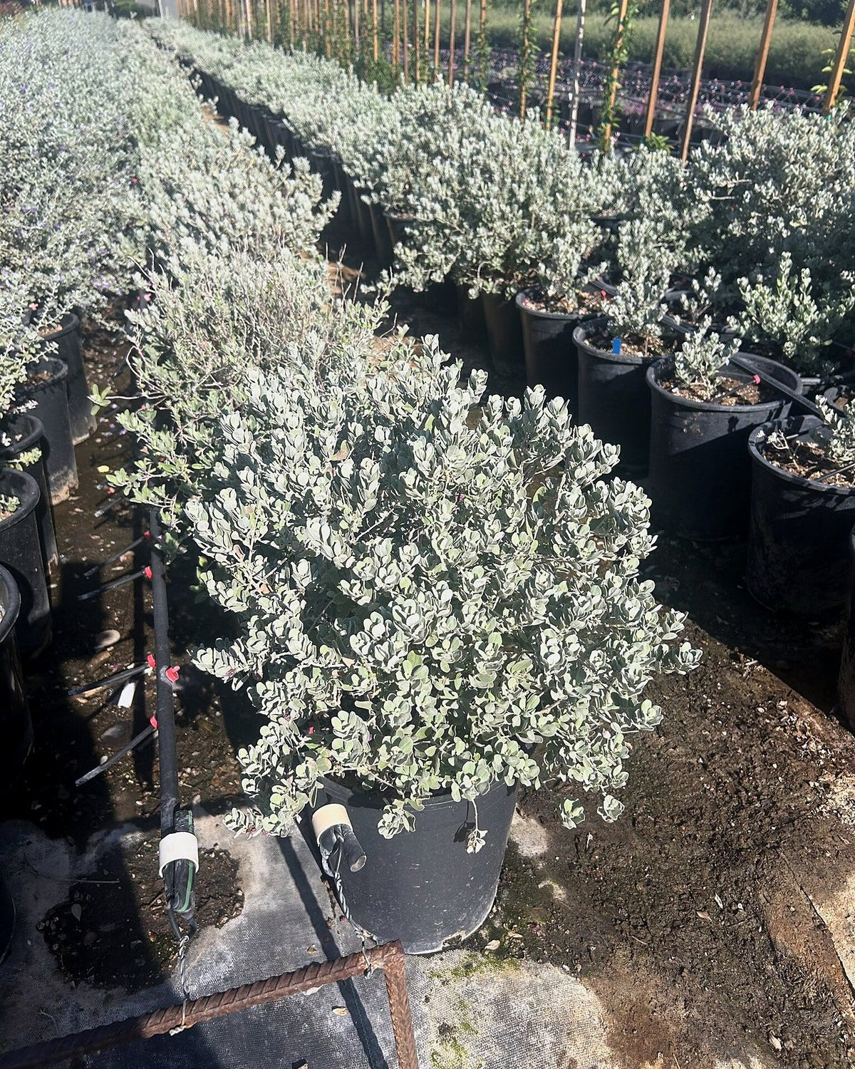 Sierra Bouquet