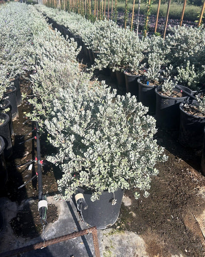 Sierra Bouquet