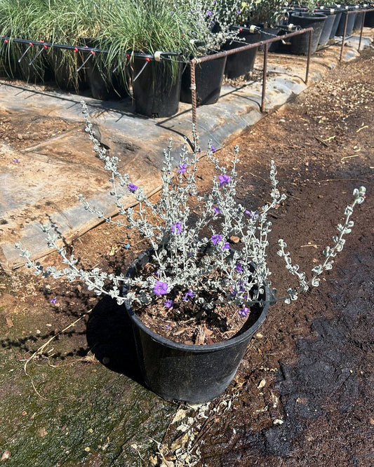 Silver Cloud Sage