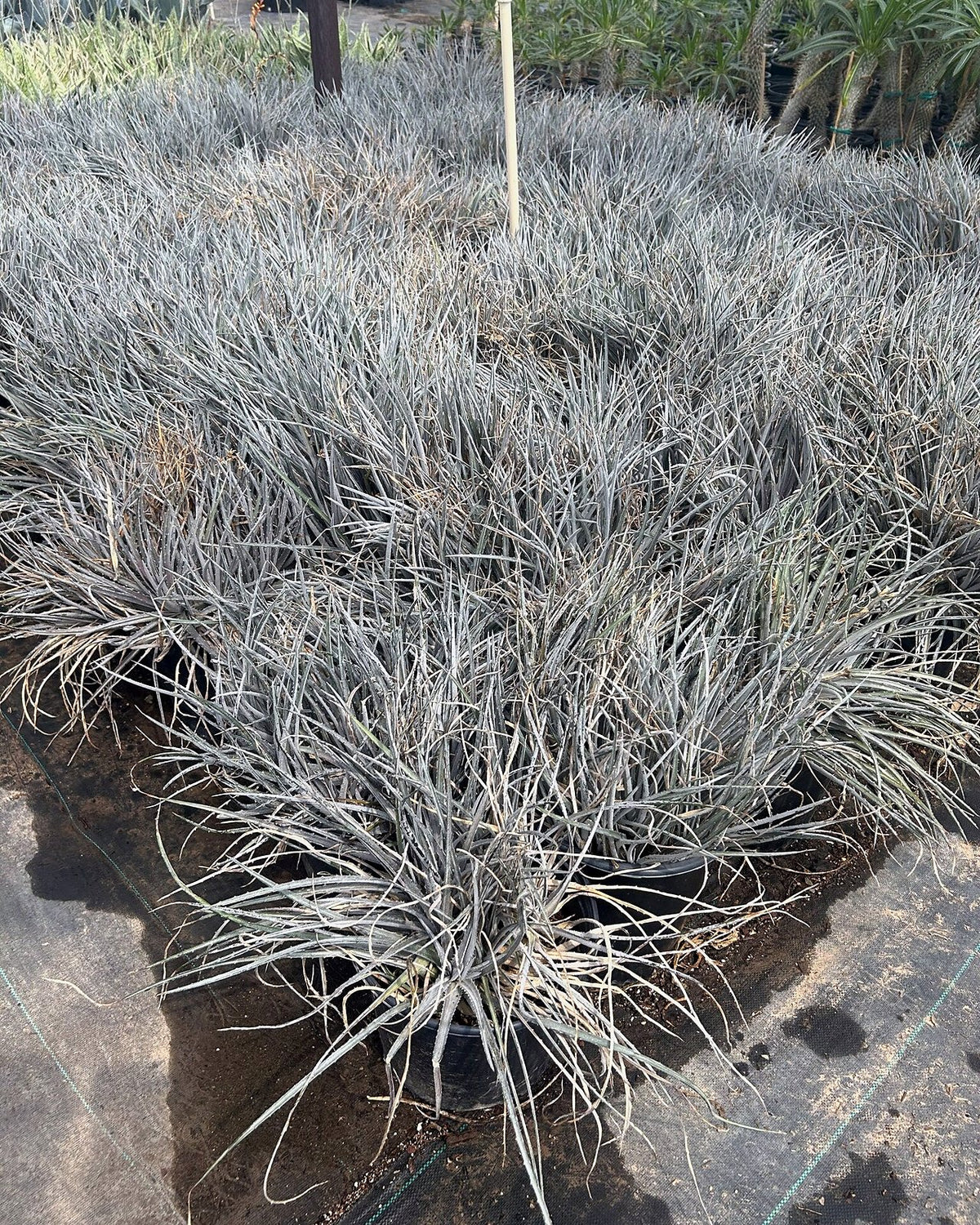 Silver Nickle Dyckia