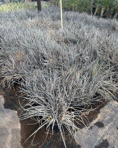 Silver Nickle Dyckia