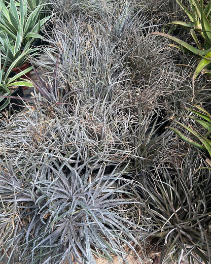 Silver Nickle Dyckia