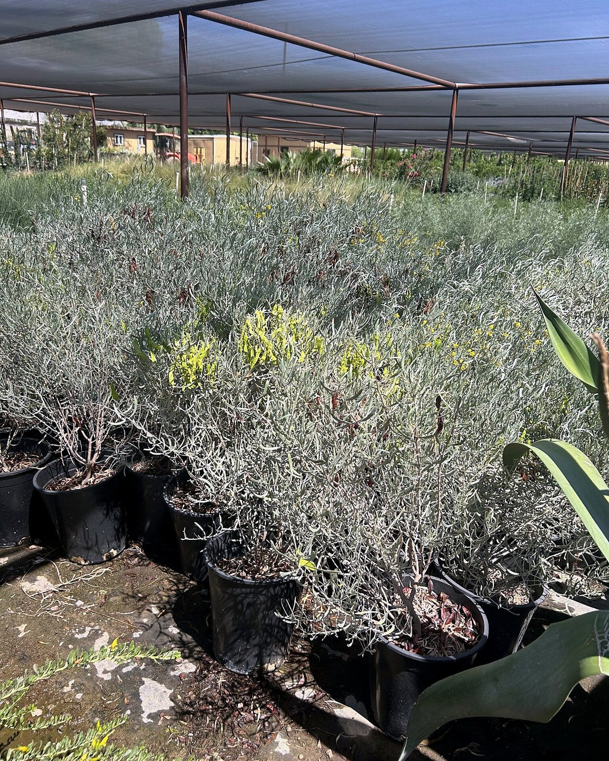 Silvery Cassia
