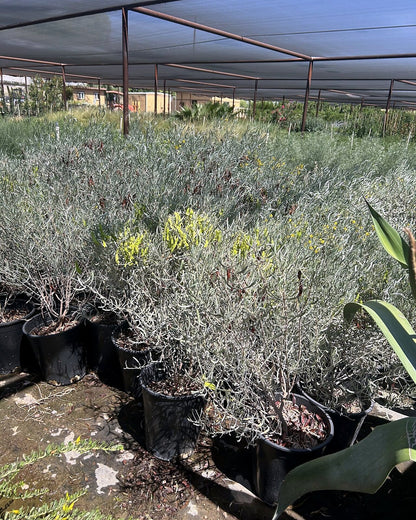 Silvery Cassia
