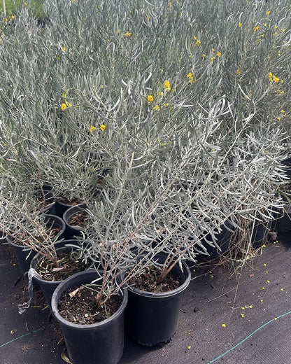 Silvery Cassia