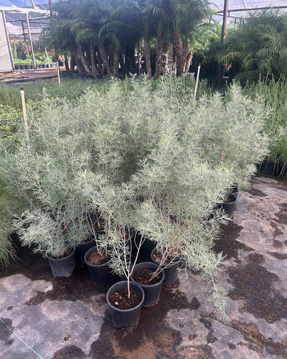 Silvery Cassia